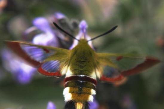 hummingbirdbutterfly